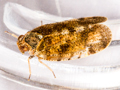 Tachycixius pilosus